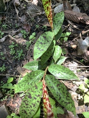 Etlingera brevilabrum (Etlingera brevilabrum)