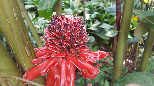 Torch-ginger (Etlingera elatior)