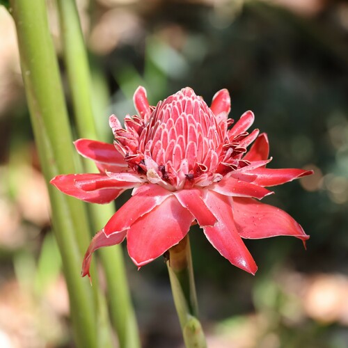 Torch-ginger (Etlingera elatior)