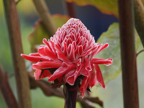 Torch-ginger (Etlingera elatior)