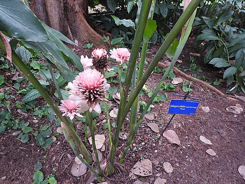 Torch-ginger: Zingiberaceae-tourch ginger;rhizomatous plant,pink flowers are used in decorative arrangement.