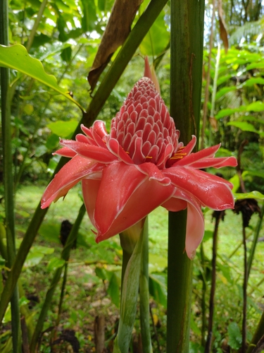 Torch-ginger (Etlingera elatior)