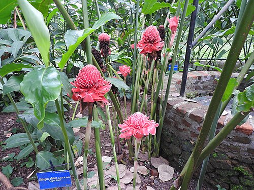 Torch-ginger: Zingiberaceae-tourch lily,red ginger lily;rhizomatous plant,flowers are used in decorative arrangement.