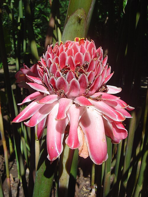 Torch-ginger: Photograph taken at the Jardin d'Éden botanical park, Saint-Gilles les Bains (commune of Saint-Paul), Réunion Island (Indian Ocean, a part of the French Republi