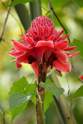 Torch-ginger (Etlingera elatior)