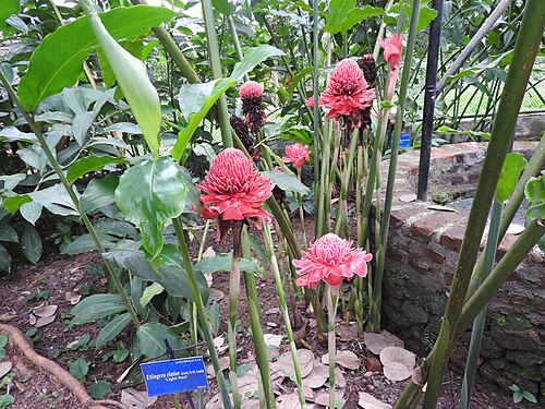 Torch-ginger: Zingiberaceae-tourch lily,red ginger lily;rhizomatous plant,flowers are used in decorative arrangement.