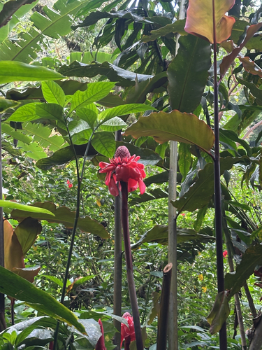 Torch-ginger (Etlingera elatior)