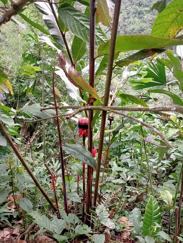 Torch-ginger (Etlingera elatior)