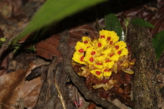 Etlingera fimbriobracteata (Etlingera fimbriobracteata)