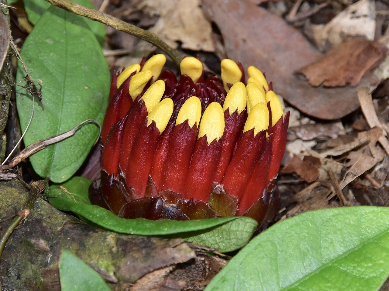 Etlingera fimbriobracteata: Etlingera fimbriobracteata. Singapore Botanic Gardens.