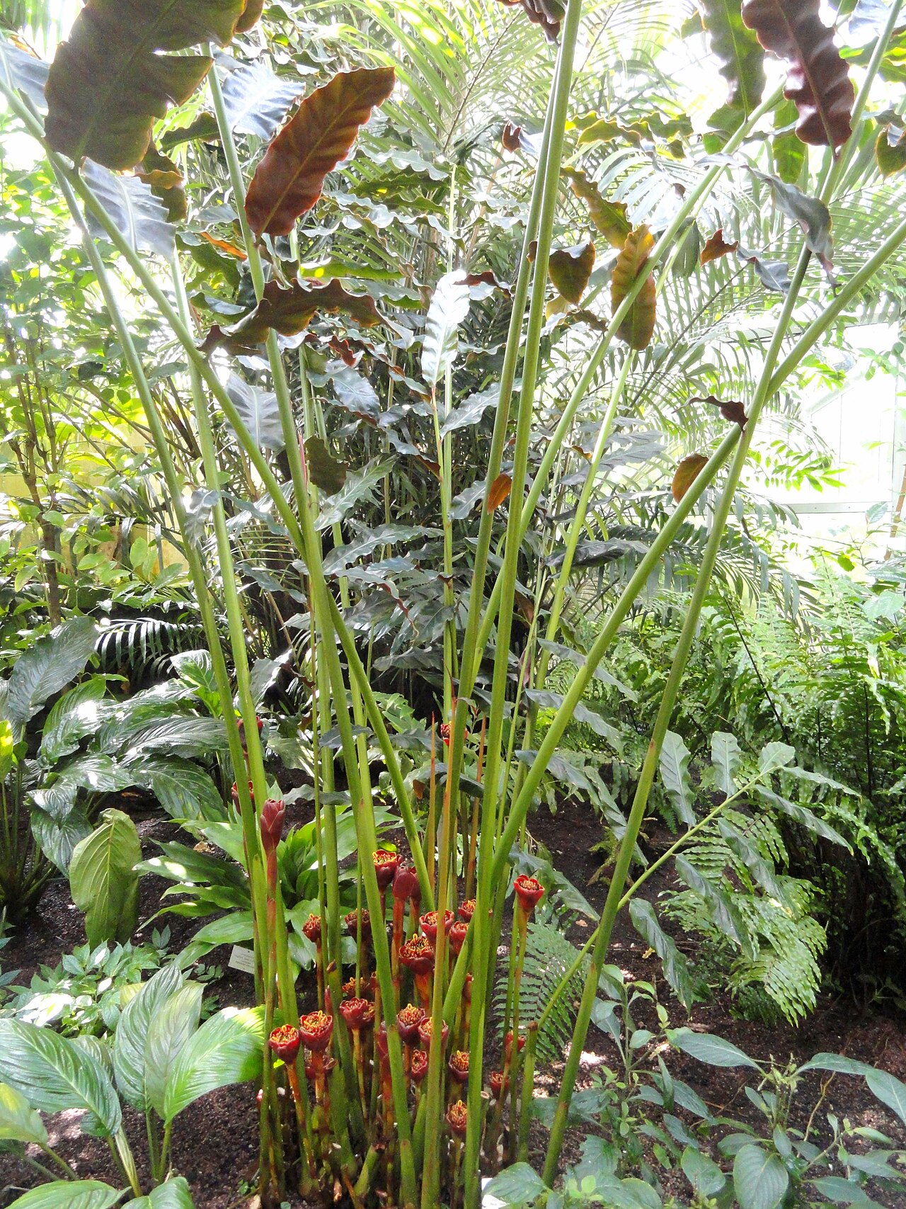 Etlingera fulgens: Botanical specimen in the Palmengarten, Frankfurt am Main, Germany.