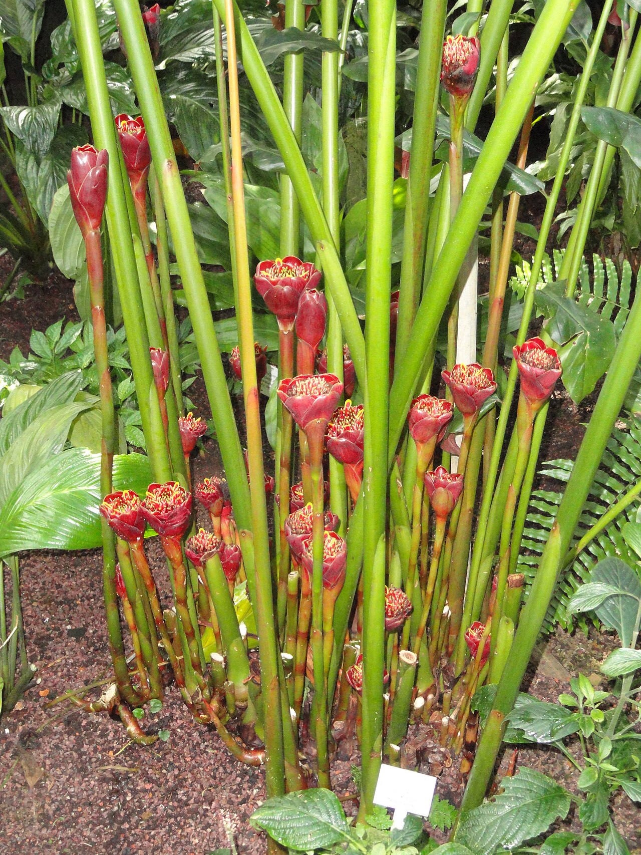 Etlingera fulgens: Botanical specimen in the Palmengarten, Frankfurt am Main, Germany.