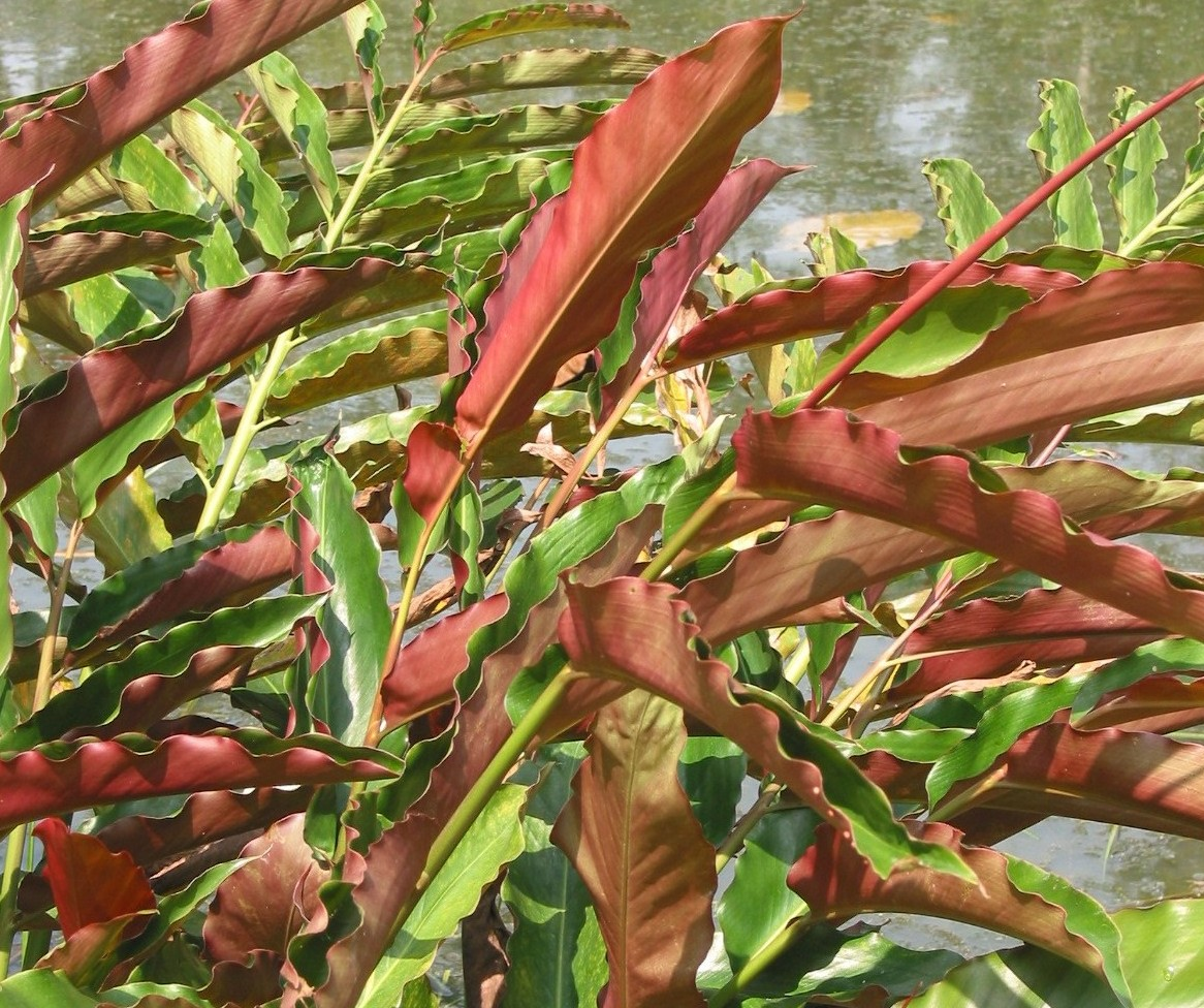 Etlingera fulgens: Young leaves are fragrant when crushed and red at the underside.