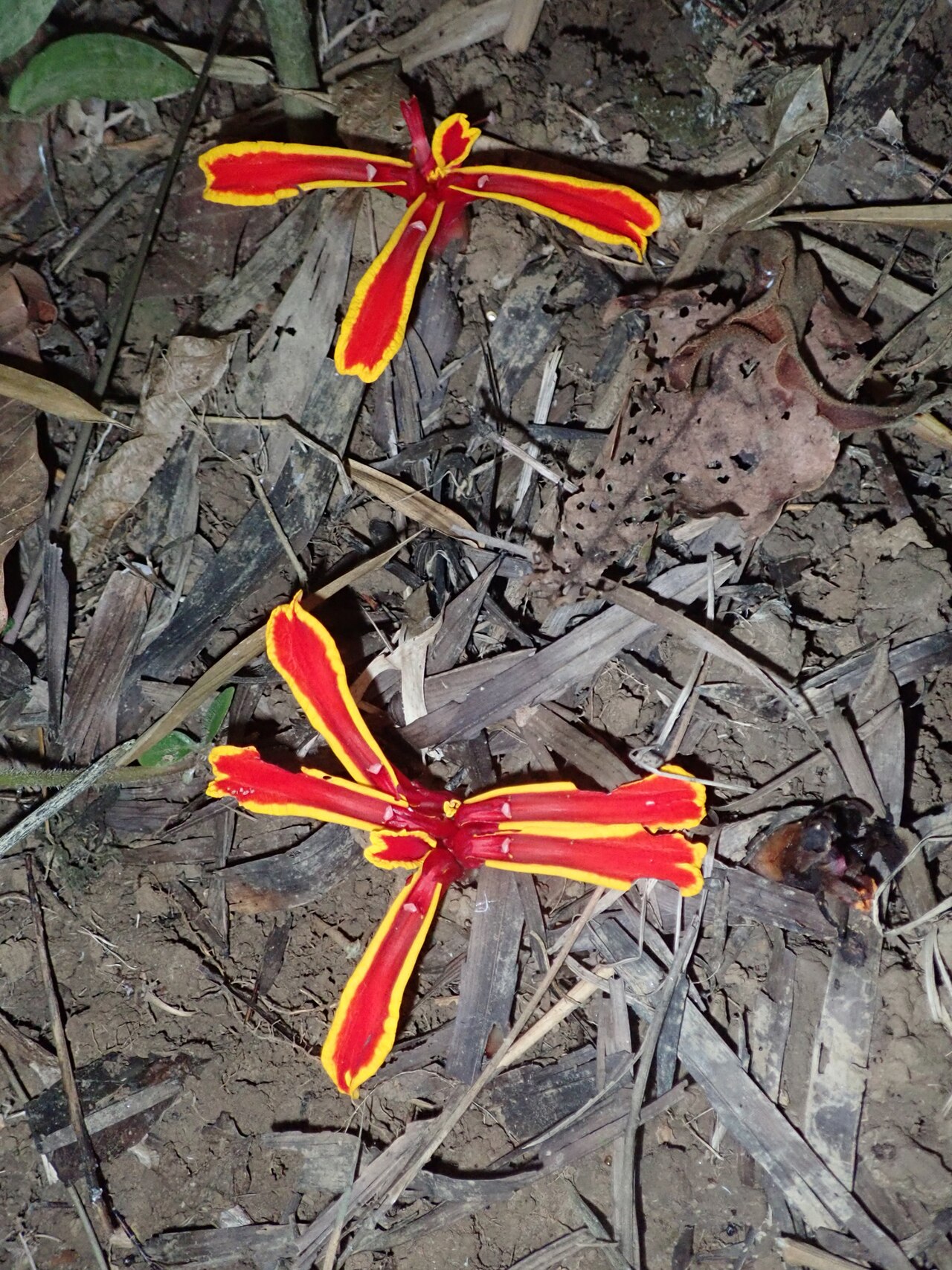 Etlingera littoralis: Etlingera littoralis flowers in Cat Tien NP by Roy Bateman