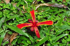 Etlingera littoralis (Etlingera littoralis)
