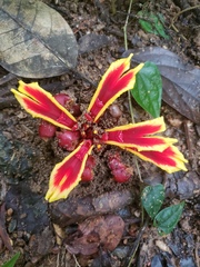 Etlingera littoralis (Etlingera littoralis)