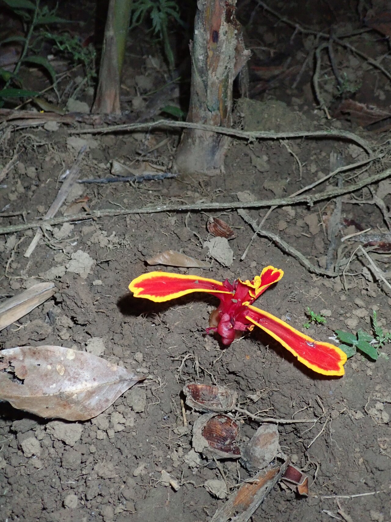 Etlingera littoralis: Etlingera littoralis flower. January 2018 Cat Tien National Park, Vietnam by Roy Bateman