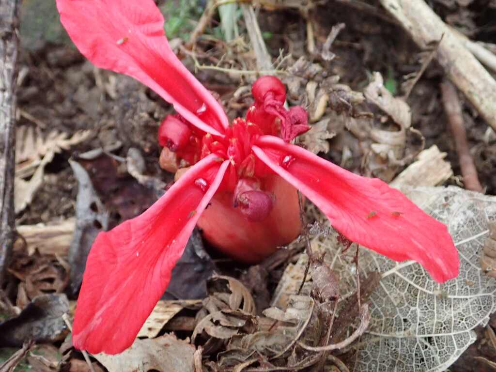 Etlingera philippinensis (Etlingera philippinensis)