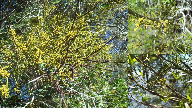 Tapeworm-plant: Fotos tomadas en bosque del Cerro Camundá al margen del Lago de Palmar, departamento de Soriano y sobre árboles en el bosque ribereño al margen del Río Negro ce