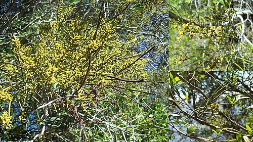 Tapeworm-plant: Fotos tomadas en bosque del Cerro Camundá al margen del Lago de Palmar, departamento de Soriano y sobre árboles en el bosque ribereño al margen del Río Negro ce