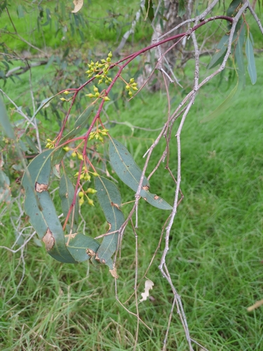 River redgum (Eucalyptus camaldulensis)