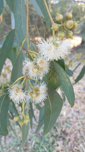 River redgum (Eucalyptus camaldulensis)