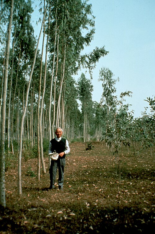 River redgum: Shows inbreeding depression (R) of local 'landrace' in comparison to wild seed from Australia (L), Eucalyptus camaldulensis , Vietnam.