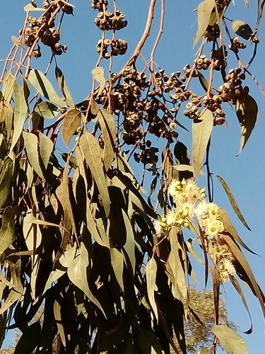 River redgum (Eucalyptus camaldulensis)