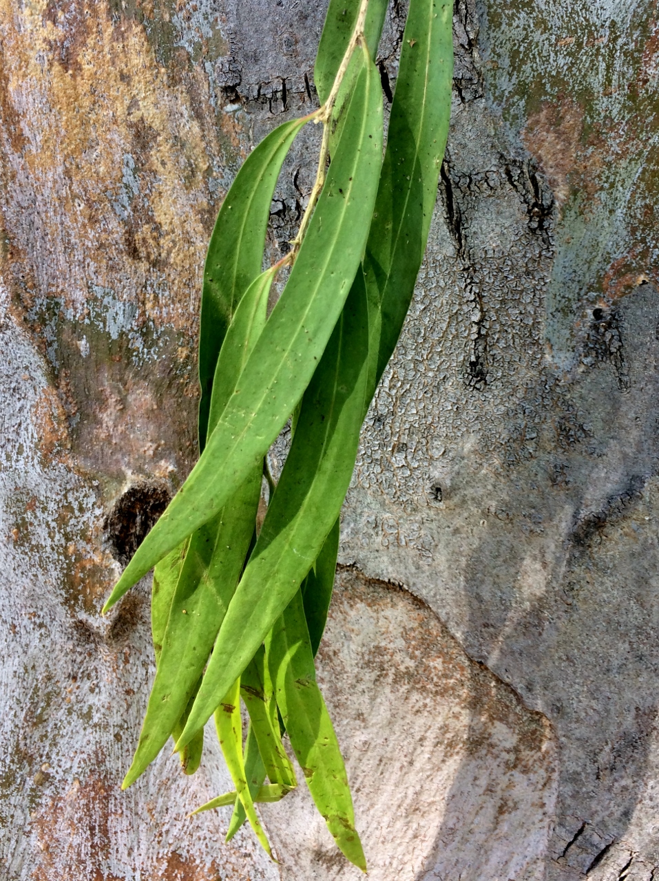 River redgum: Adult leaves of Eucalyptus camaldulensis