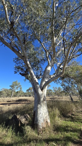 River redgum (Eucalyptus camaldulensis)