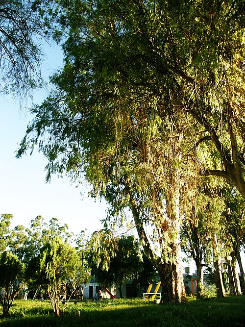 River redgum: eucalipto o eucaliptus (Eucalyptus) L'Hér. (del griego ευκάλυπτος (efkályptos) que significa «bien cubierto» refiriéndose a la semilla en su cápsula) es un géne