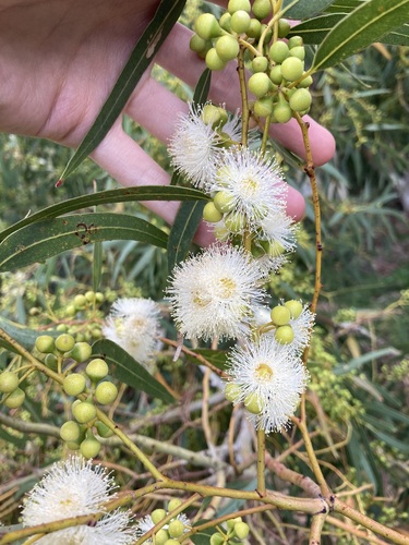River redgum (Eucalyptus camaldulensis)