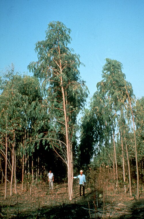 River redgum: Within family variation of Eucalyptus camaldulensis in a trial in Nepal. Variations are used by tree breeders to their advantage, by chosing the traits they wis