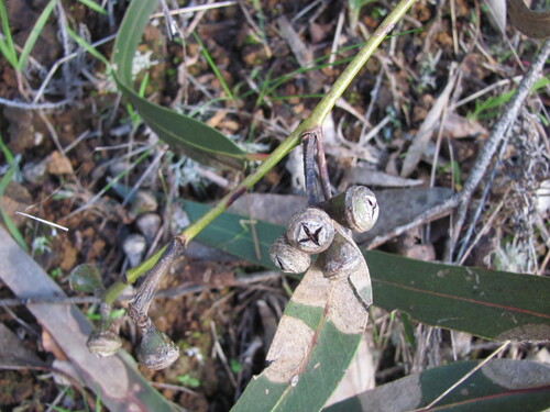 River redgum (Eucalyptus camaldulensis)