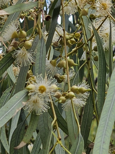 River redgum (Eucalyptus camaldulensis)
