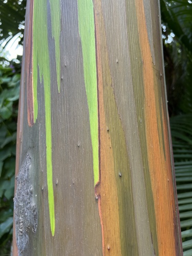 Indonesian gum (Eucalyptus deglupta)