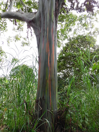 Indonesian gum (Eucalyptus deglupta)
