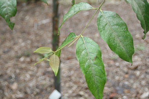 Indonesian gum: Location taken: Fairchild Tropical Botanic Garden, Miami, FL USA. Names: Eucalyptus deglupta Bl., bagras, Deglupta, Indonesian Gum, Kamarere, Leda, Mindanao Gum