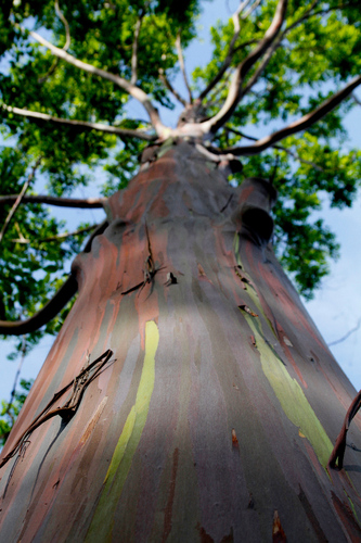 Indonesian gum (Eucalyptus deglupta)