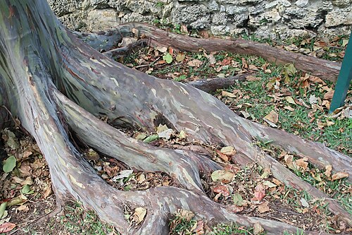 Indonesian gum: Location taken: Fairchild Tropical Botanic Garden, Miami, FL USA. Names: Eucalyptus deglupta Bl., bagras, Deglupta, Indonesian Gum, Kamarere, Leda, Mindanao Gum