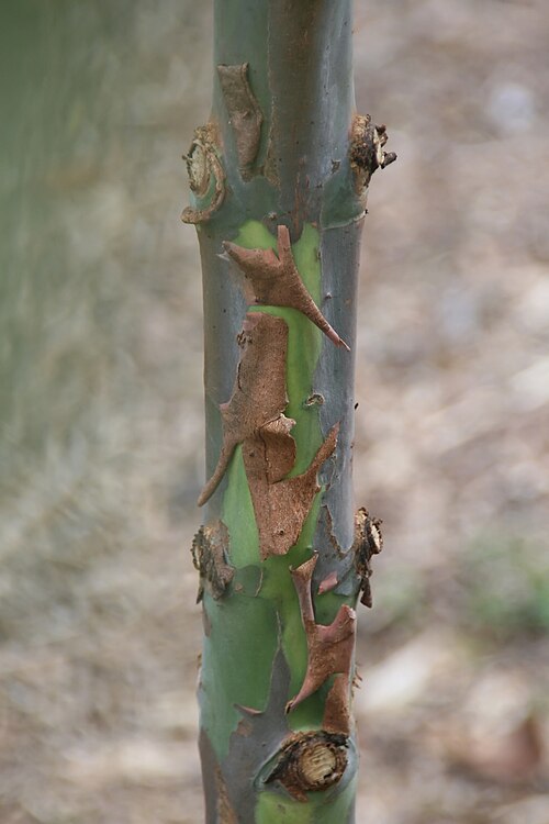 Indonesian gum: Location taken: Fairchild Tropical Botanic Garden, Miami, FL USA. Names: Eucalyptus deglupta Bl., bagras, Deglupta, Indonesian Gum, Kamarere, Leda, Mindanao Gum