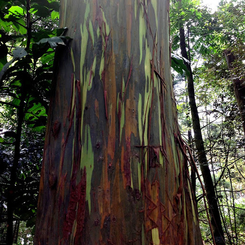 Indonesian gum (Eucalyptus deglupta)
