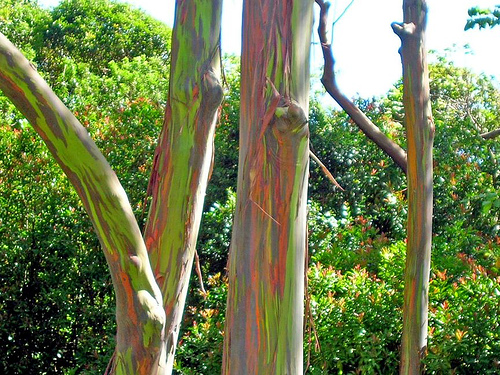 Indonesian gum: A grove of Rainbow Eucalyptus Eucalyptus deglupta trees, planted along the hana highway, Hawaii