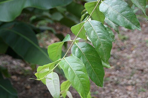 Indonesian gum: Location taken: Fairchild Tropical Botanic Garden, Miami, FL USA. Names: Eucalyptus deglupta Bl., bagras, Deglupta, Indonesian Gum, Kamarere, Leda, Mindanao Gum