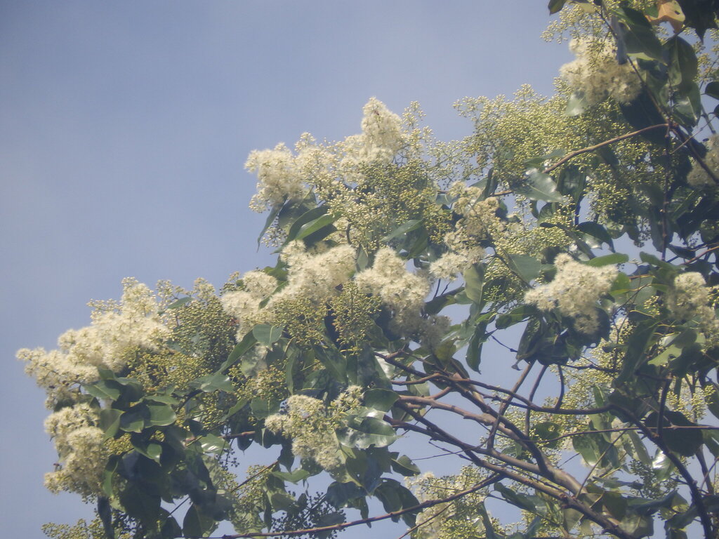 Indonesian gum (Eucalyptus deglupta)