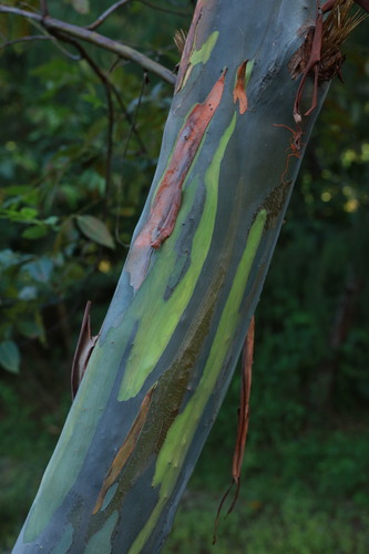 Indonesian gum (Eucalyptus deglupta)
