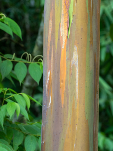 Indonesian gum (Eucalyptus deglupta)