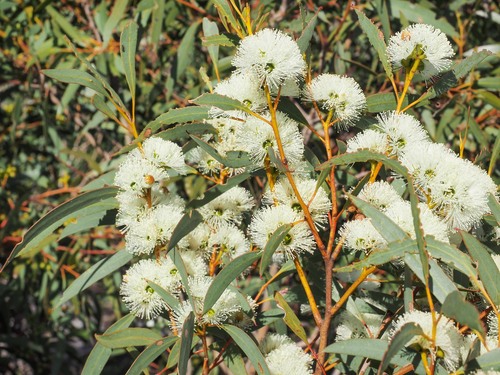 Coast gum (Eucalyptus diversifolia)