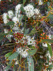 Coast gum (Eucalyptus diversifolia)