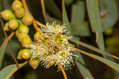 Coast gum (Eucalyptus diversifolia)